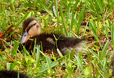[Side view of a duckling sitting in the grass and looking at the camera. It's fur is spiked as if it was recently in the water.]